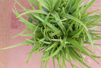 Top view of a Aloe vera.