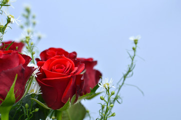 Red roses