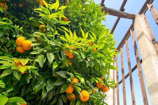 Orangen, Limone, Gardasee, Zitronengarten