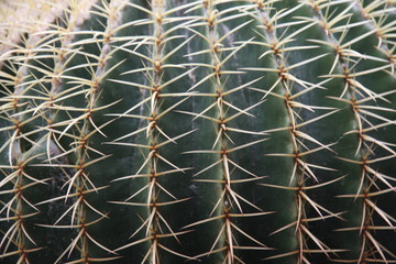 Quills and prickly cactus spines of a dangerous succulent plant
