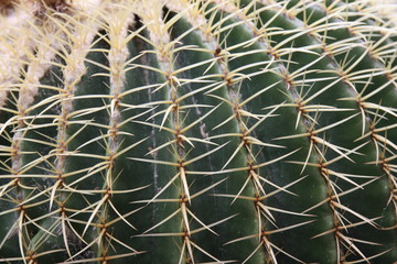 Quills and prickly cactus spines of a dangerous succulent plant