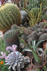 mix of many succulents and cactus with sharp prickles and thorns