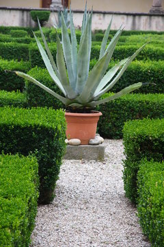 agave and aloe plant in the flower bed of a convent
