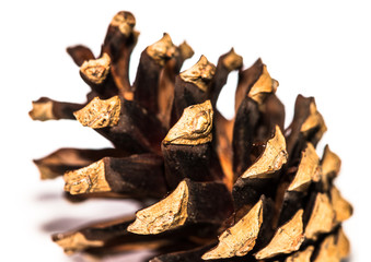 Woody Seed Pod