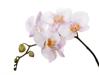 orchids with pink spotted centers on branch