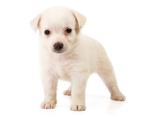 little white puppy close-up