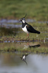 Northern lapwing, Vanellus vanellus