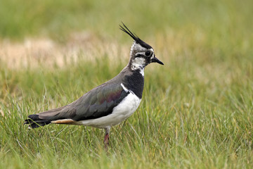 Northern lapwing, Vanellus vanellus