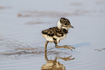 Northern lapwing, Vanellus vanellus