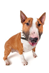 Bull Terrier