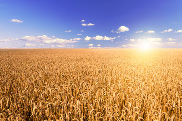 Naklejka premium wheat field