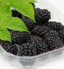 brombeeren