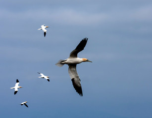 Fototapeta na wymiar Bass Rock the home to over 10,000 Gannets Scotland UK