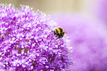 Close-Up Macro of Yellow and Black Bumble Bee on Allium Flower - obrazy, fototapety, plakaty
