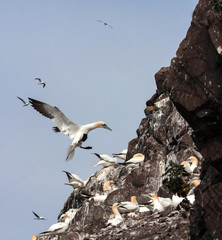 Bass Rock the home to over 10,000 Gannets Scotland UK