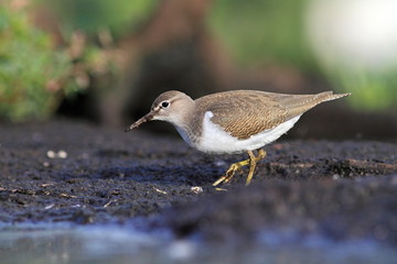 Common Sandpiper Actitis hypoleucos