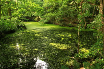 étang de saint pierre de plesguen