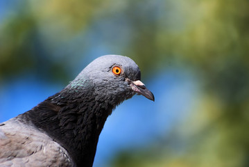 Pigeon