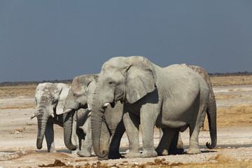 group of elephants in the national park of Namibia