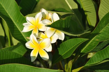 photo of plant - flower