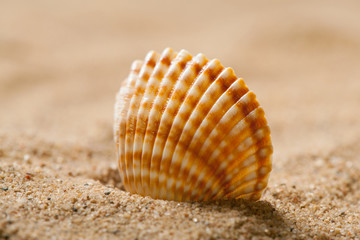 Seashell on sand