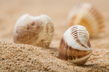 Beautiful seashells in sand