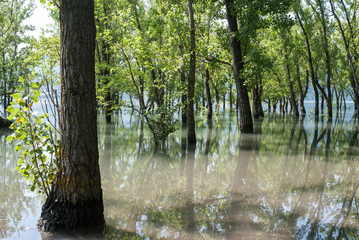Flooded trees in Sant Antoni swamp, Pre-Pyrenees, Catalonia