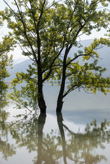Flooded trees in Sant Antoni swamp, Pre-Pyrenees, Catalonia