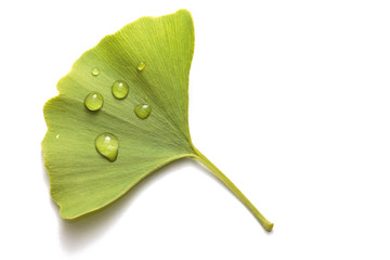 Close-up of a fresh green ginkgo leaf (white background)