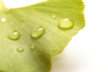 Close-up of a fresh green ginkgo leaf (white background)