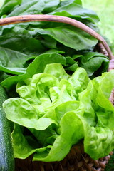 laitue, cueillette de salade au jardin