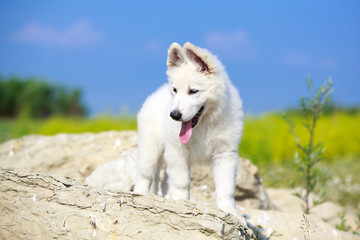 White Swiss Shepherd puppy