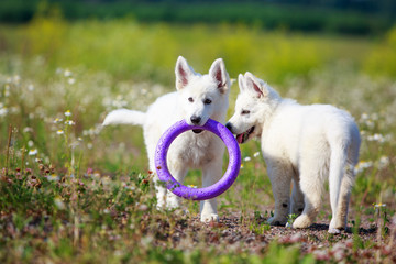 Naklejka na ściany i meble White Swiss Shepherd puppy