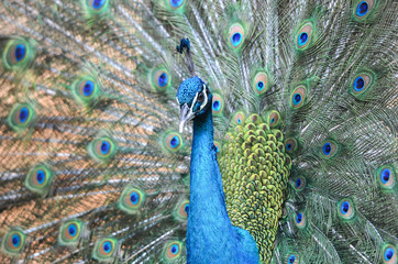 Obraz premium Peacock is displaying its plumage