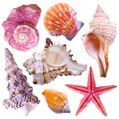 Collection of sea shells isolated on white