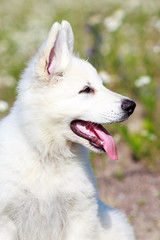 Obraz premium White Swiss Shepherd puppy