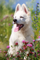 White Swiss Shepherd puppy