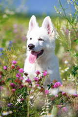 White Swiss Shepherd puppy