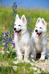 White Swiss Shepherd puppy