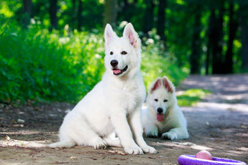 White Swiss Shepherd puppy