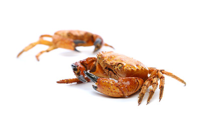 Two seafood red crabs isolated on a white