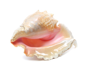 sea shell isolated on white