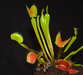 venus fly trap closeup © nico99