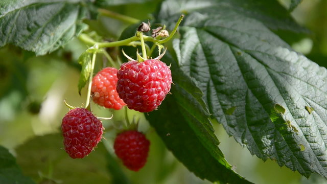 ripe raspberry fruits on branch in summer garden