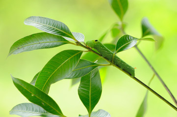 Obraz premium Green worm on branch