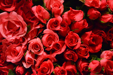Red romance rose