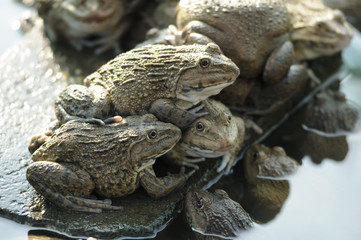 Frog farming