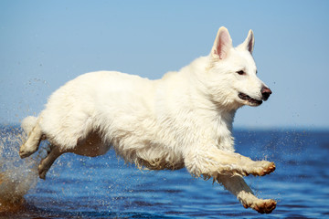 White Swiss Shepherd Dog