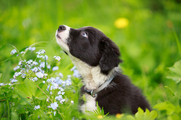 Border Collies black puppy