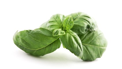 Fresh basil on white background